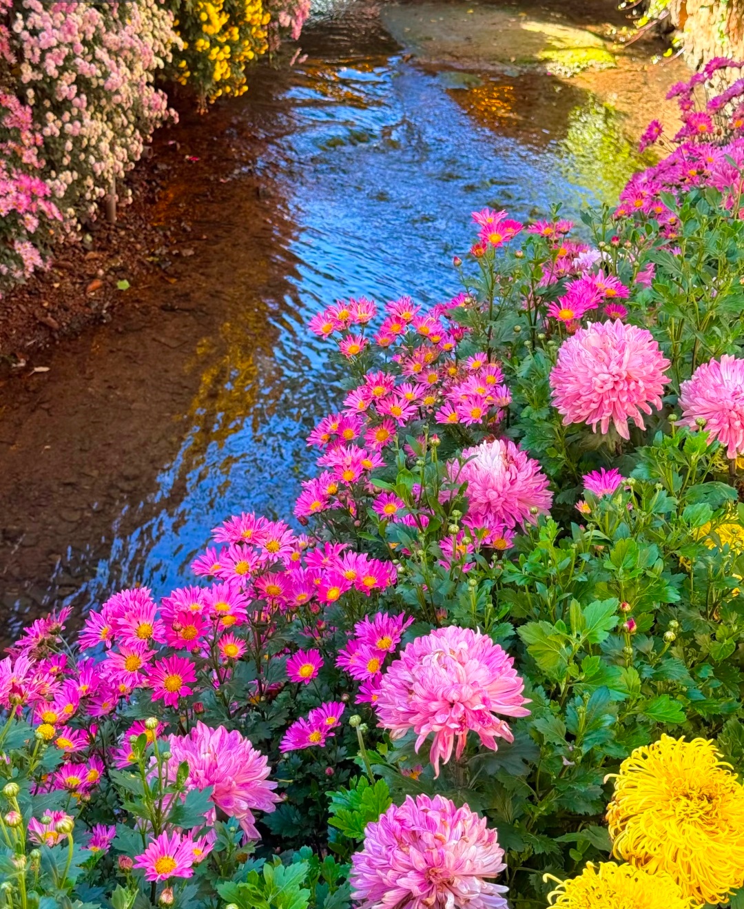 丽江的淡季才是人间理想 