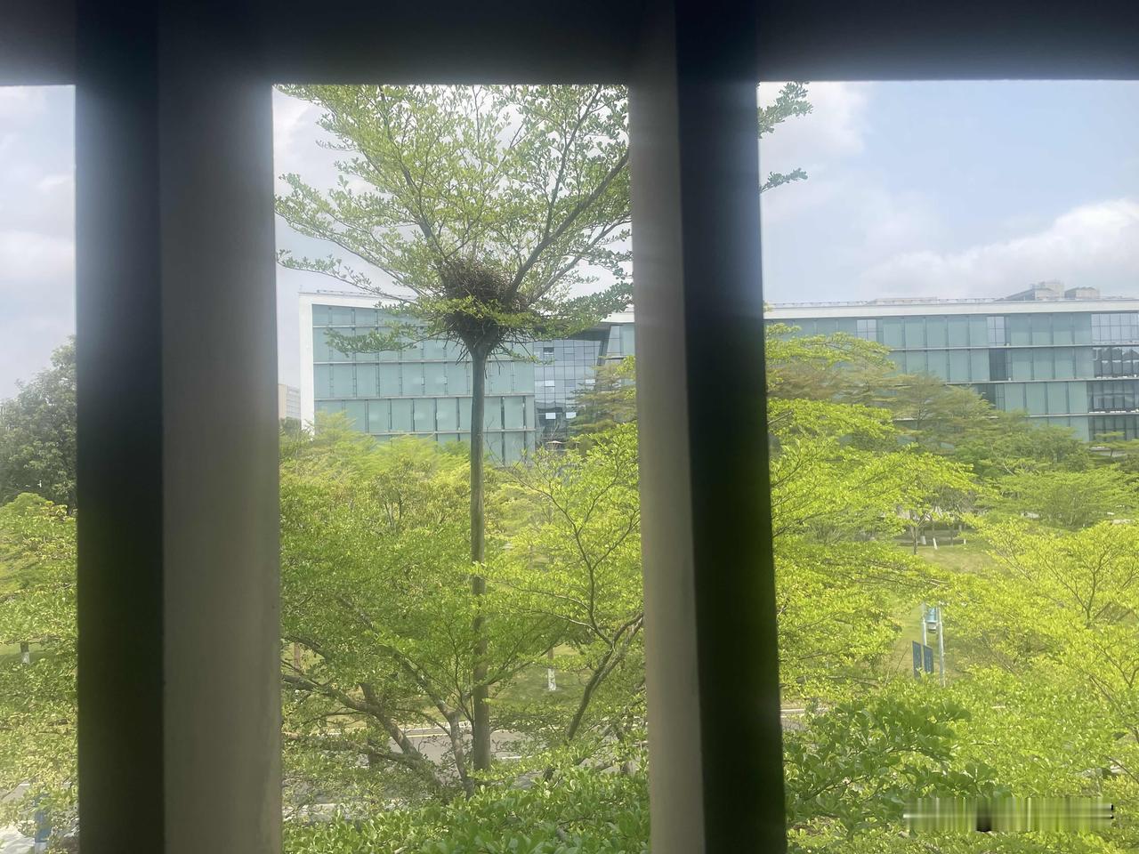 你觉得人生怎样过才有意义人与自然和谐相处，鸟儿的房子在树的顶端，结实耐用环境优美