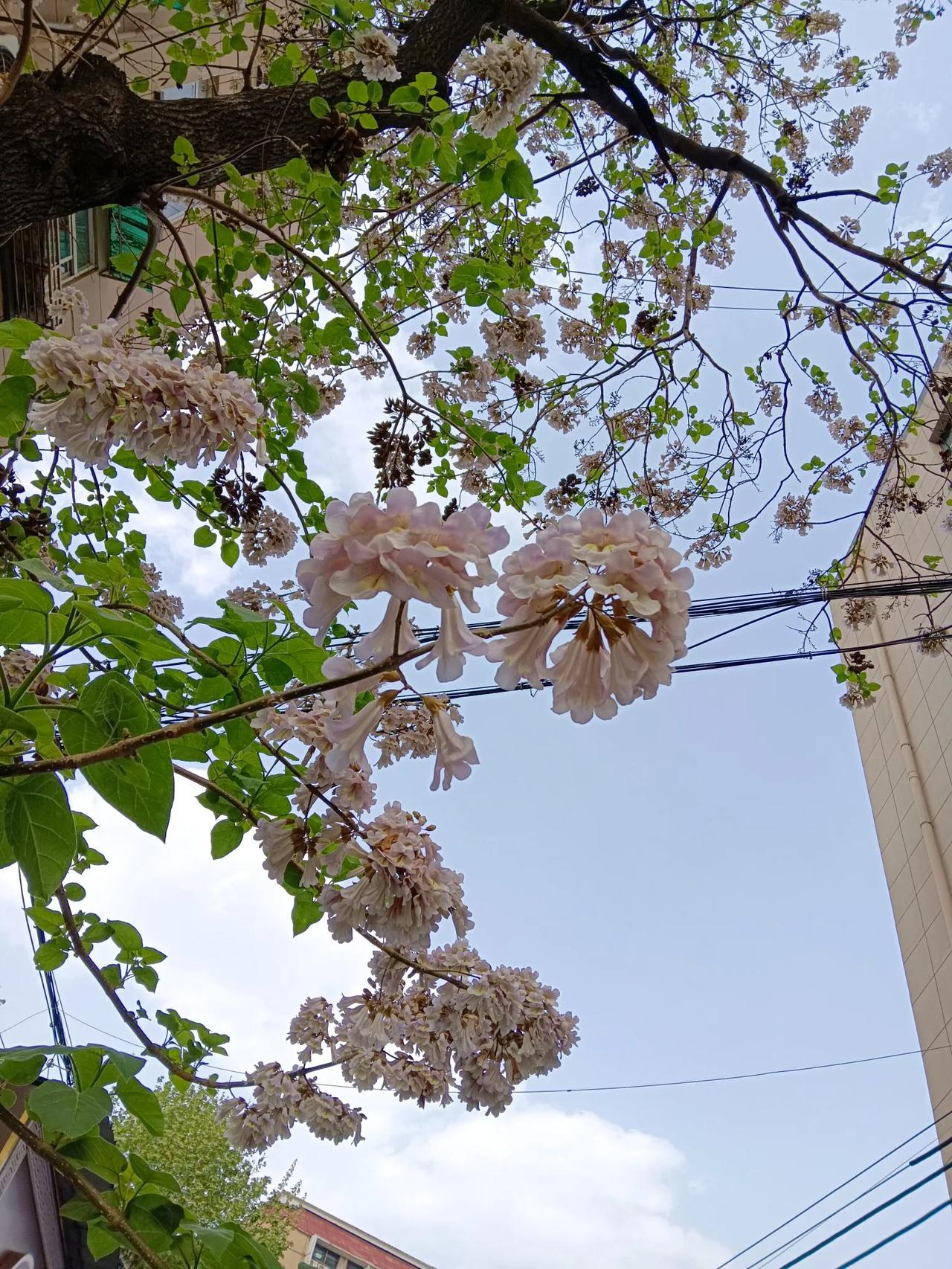 一树梧桐花，几句儿时语。
山东哪里的方言：
饥困了吧？
不饥困。
那就待pai（