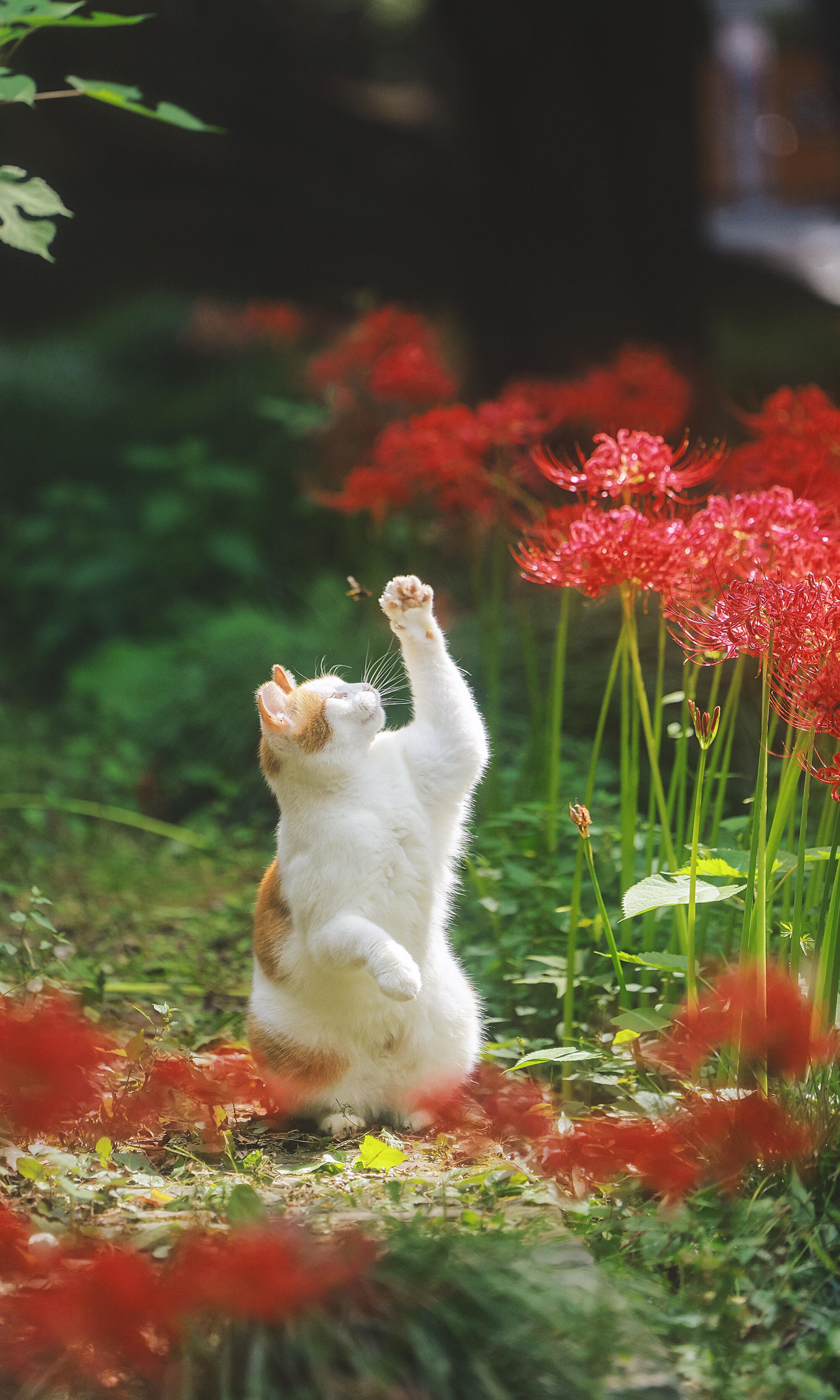  彼岸花开，小猫赴一场热烈的秋日之约 ​​​
