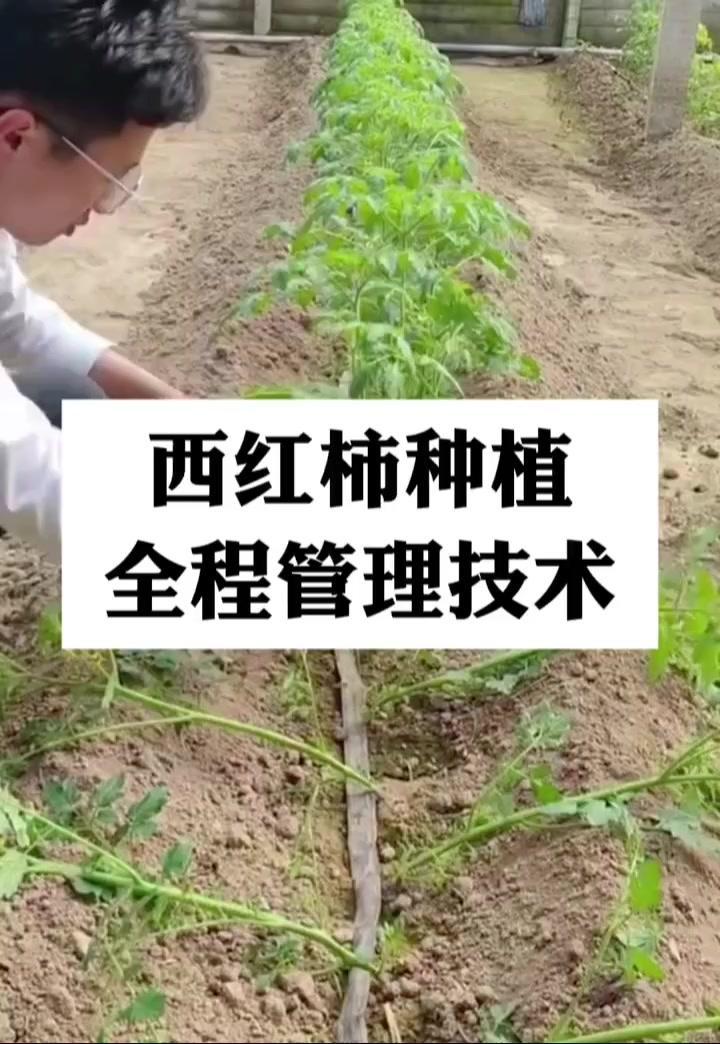 1️⃣西红柿生长约25公分时开始进行卧倒。
2️⃣西红柿长到10片叶子时开始进行