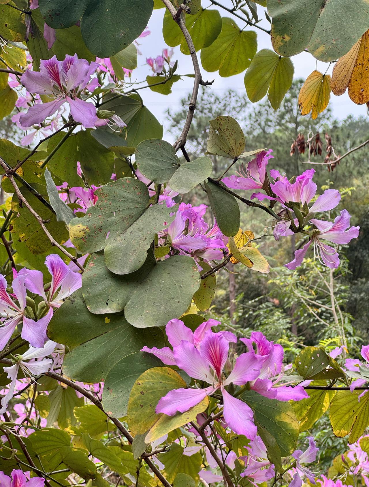 喜欢紫荆 ​​​