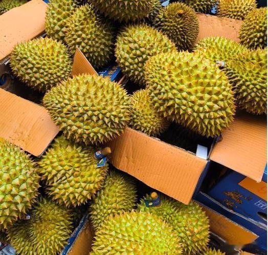 甜度炸裂！国产榴莲大丰收！云南量产突破，再也不用只靠进口
 
吃货狂喜！一年一度