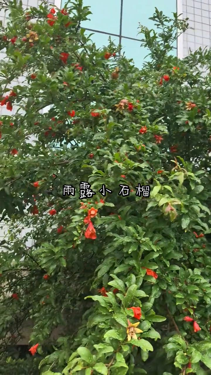 雨露小石榴。
