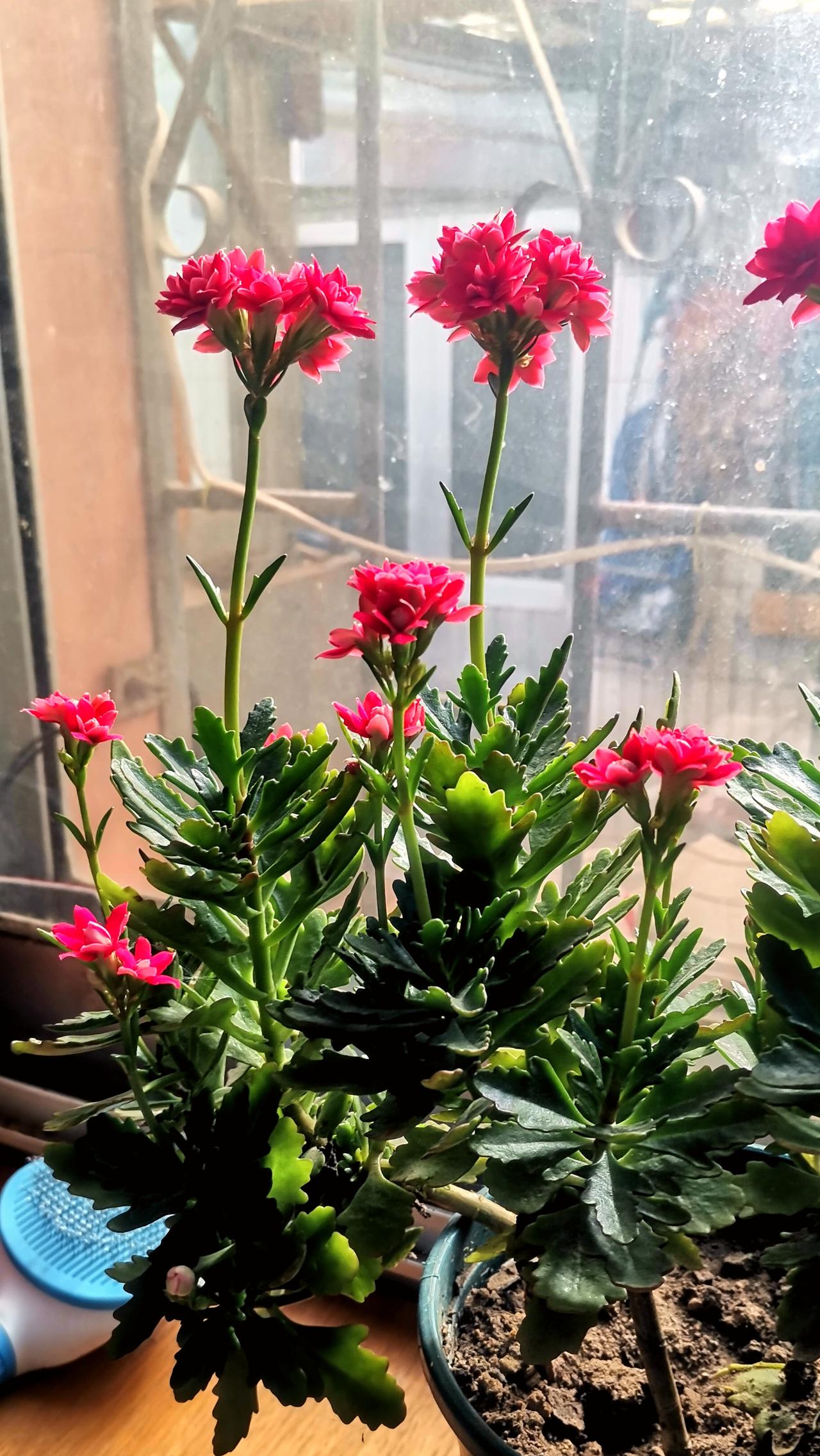 12月28号我的长寿花多数还是花苞，过去了半个月，花苞全部盛开！
我生的豆芽菜也