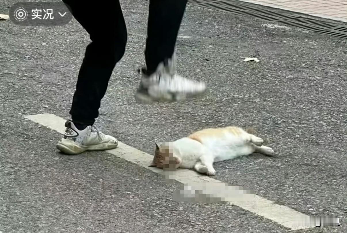 当着几十个学生的面，一位体育老师用脚反复踩踏，把一只猫活活踩死了。起因是他的孩子