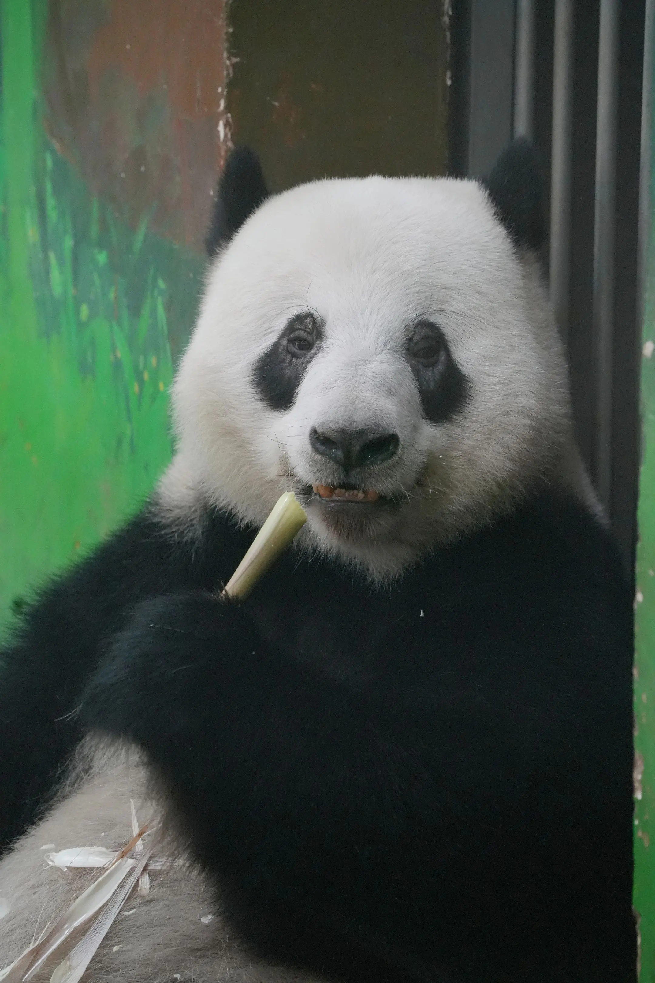 20250506广州动物园熊猫小记。今天拍的，原来想待到闭馆或者下午去...