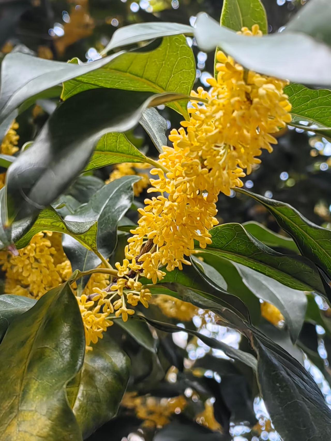 满眼的桂花扑鼻而来，空气中弥漫着甜甜的桂花香气——秋日限定[憨笑]