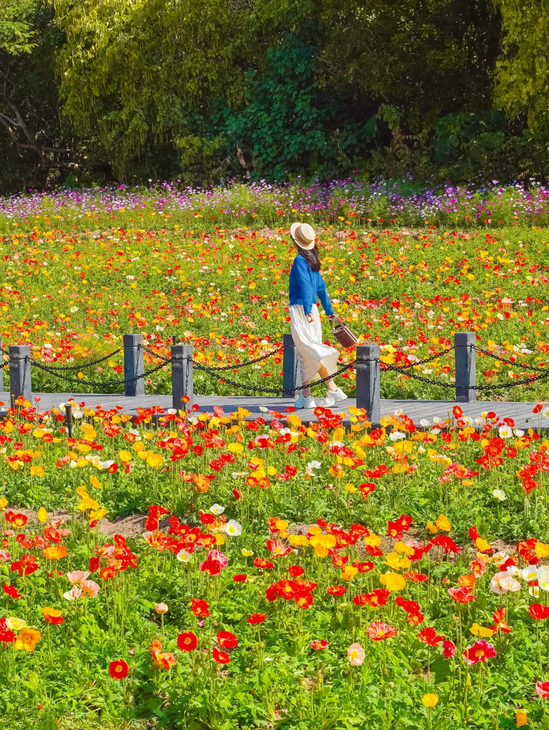 2.9实拍📸大片花海🌸属于广州的春和景明