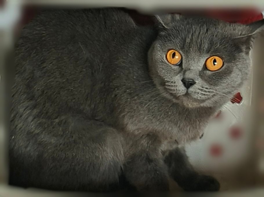 当你家 猫咪 干坏事被抓到，就是这种惊恐的眼神，但是它下次还霍霍 ​​​