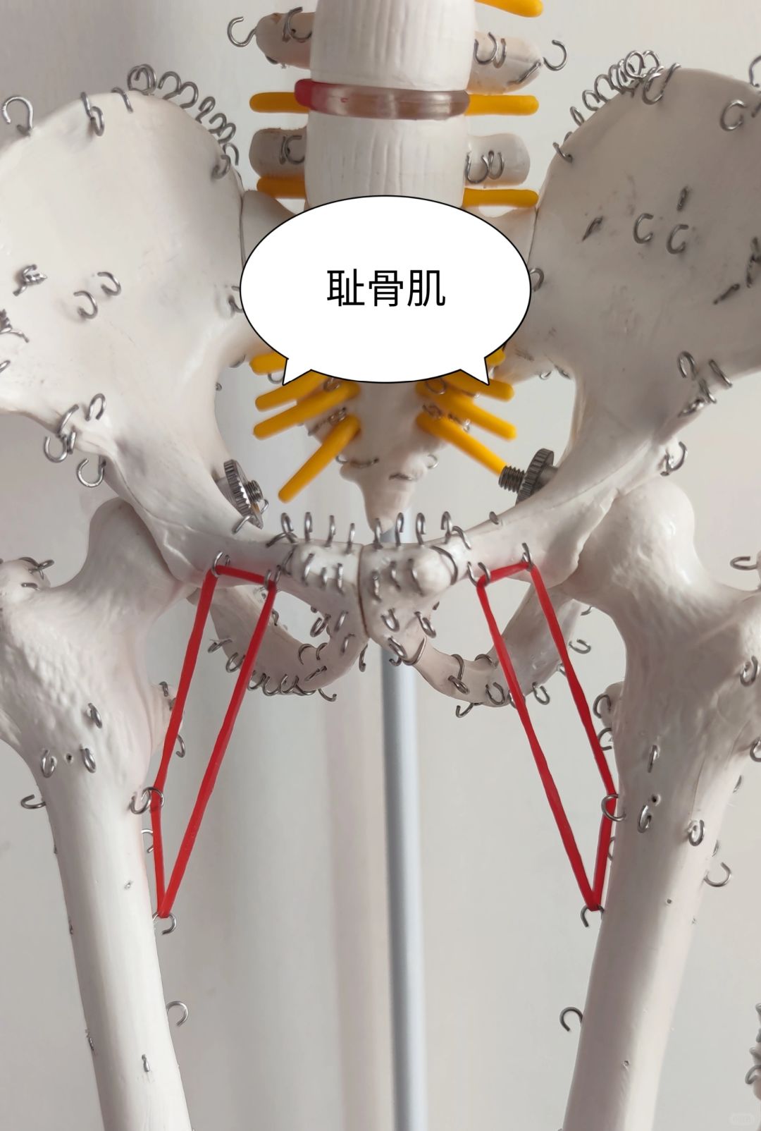 内收肌群——耻骨肌
