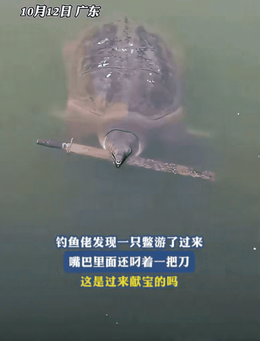 男子在外钓鱼时，竟然有一只甲鱼主动送上门，他还以为自己运气好，准备拿抄网时，却发
