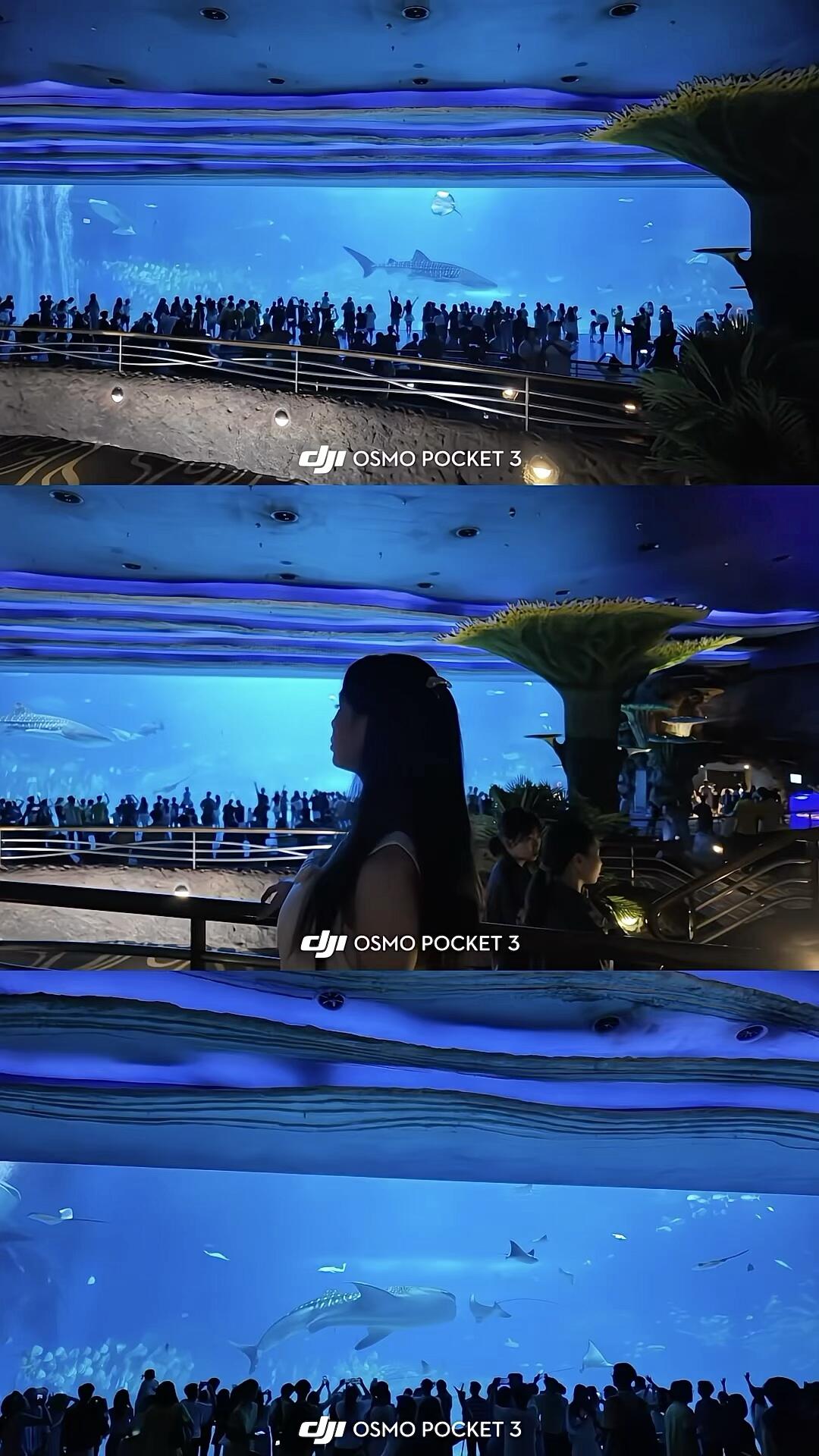 🦈🐋🐬🪼🦭in珠海长隆