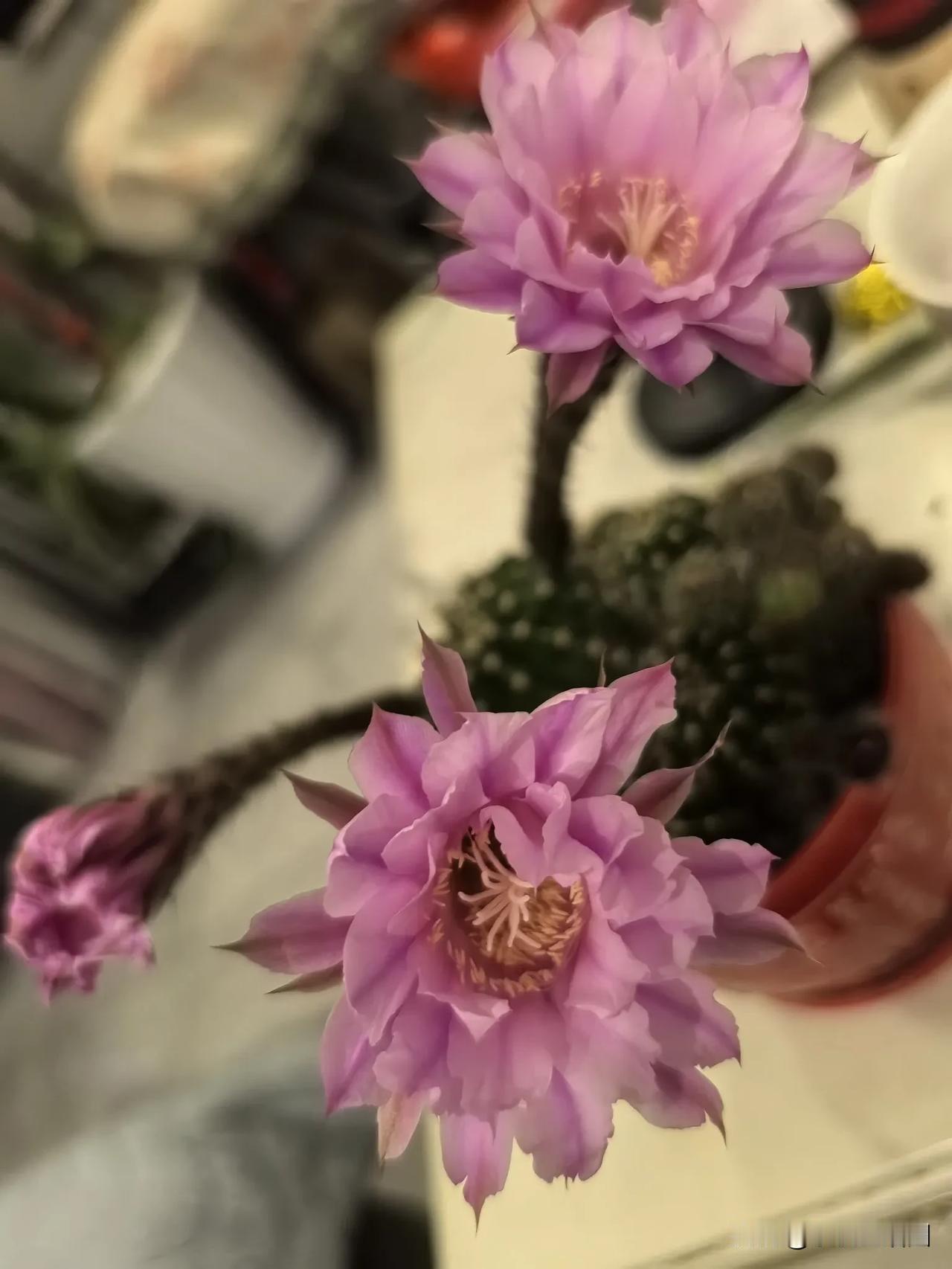 能否分享一张你拍的花卉照片