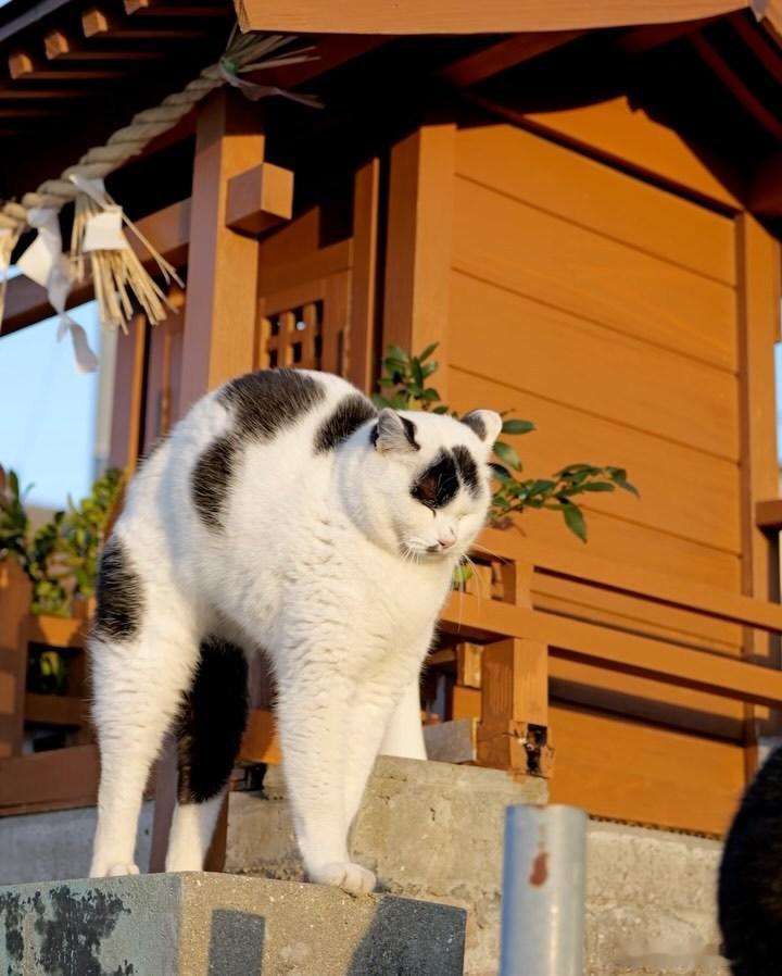 好漂亮一只奶牛猫🐄cr：simabossneko ​​​