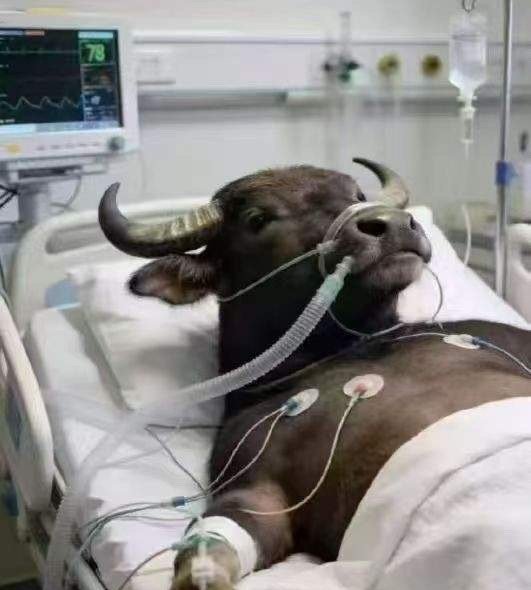 今日底部放量上涨十大个股（3.23）1. 久祺股份——倍量6.39，自行车零部件