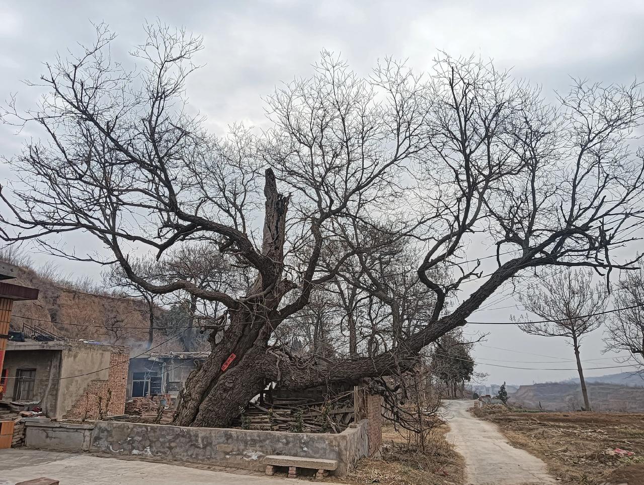 入日籍较为有争议的中国人

1:石平，中国四川籍，留学日本后，加入日籍，当代最有