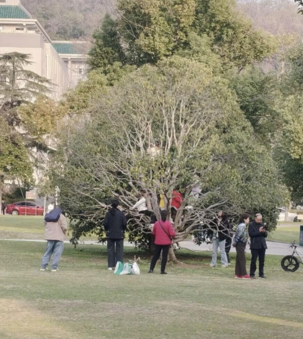 老人在武大爬树拍照是不对，但不能什么锅都甩给游客！武大校园开放后的首个周末人满为