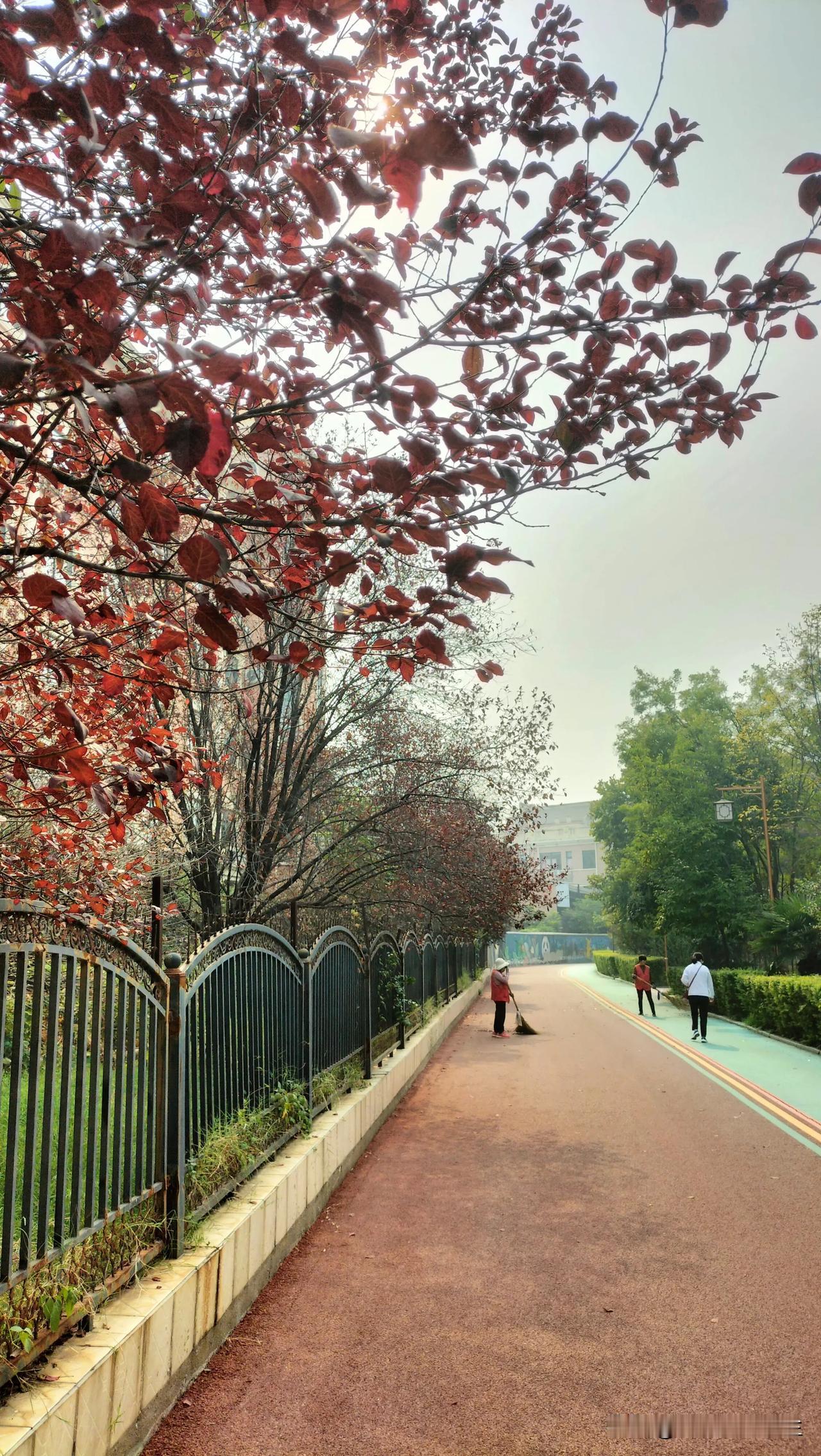 色彩斑斓的秋天确实到啦！

阳光透过枝叶洒下来，红色、绿色、黄色的叶子闪闪发亮，