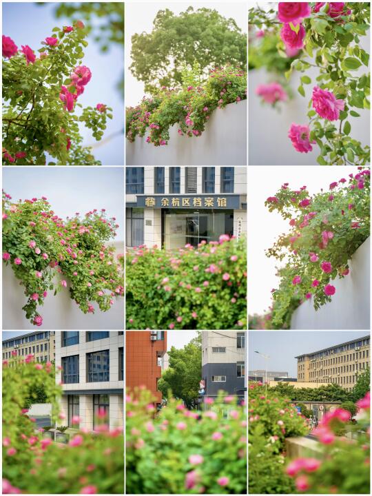 余杭一处隐秘蔷薇花墙🌺景美人少❗️❗️
