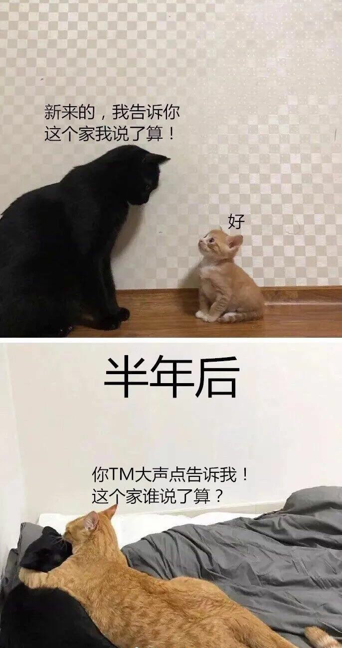 一只橘猫家庭地位的逆袭...…[喵喵] ​​​