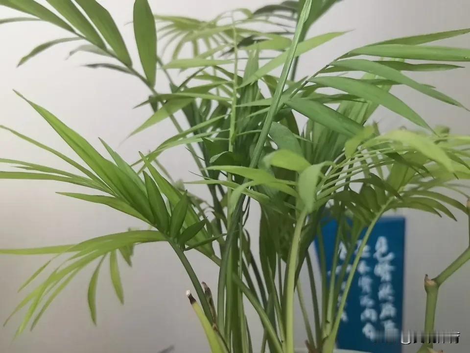 见贤思齐焉，见不贤而内自省也。