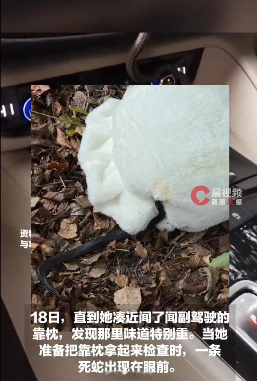 女子车内出现死蛇臭了三天才发现 车里臭了三天，翻遍脚垫晒了又晒，最后在副驾靠枕后