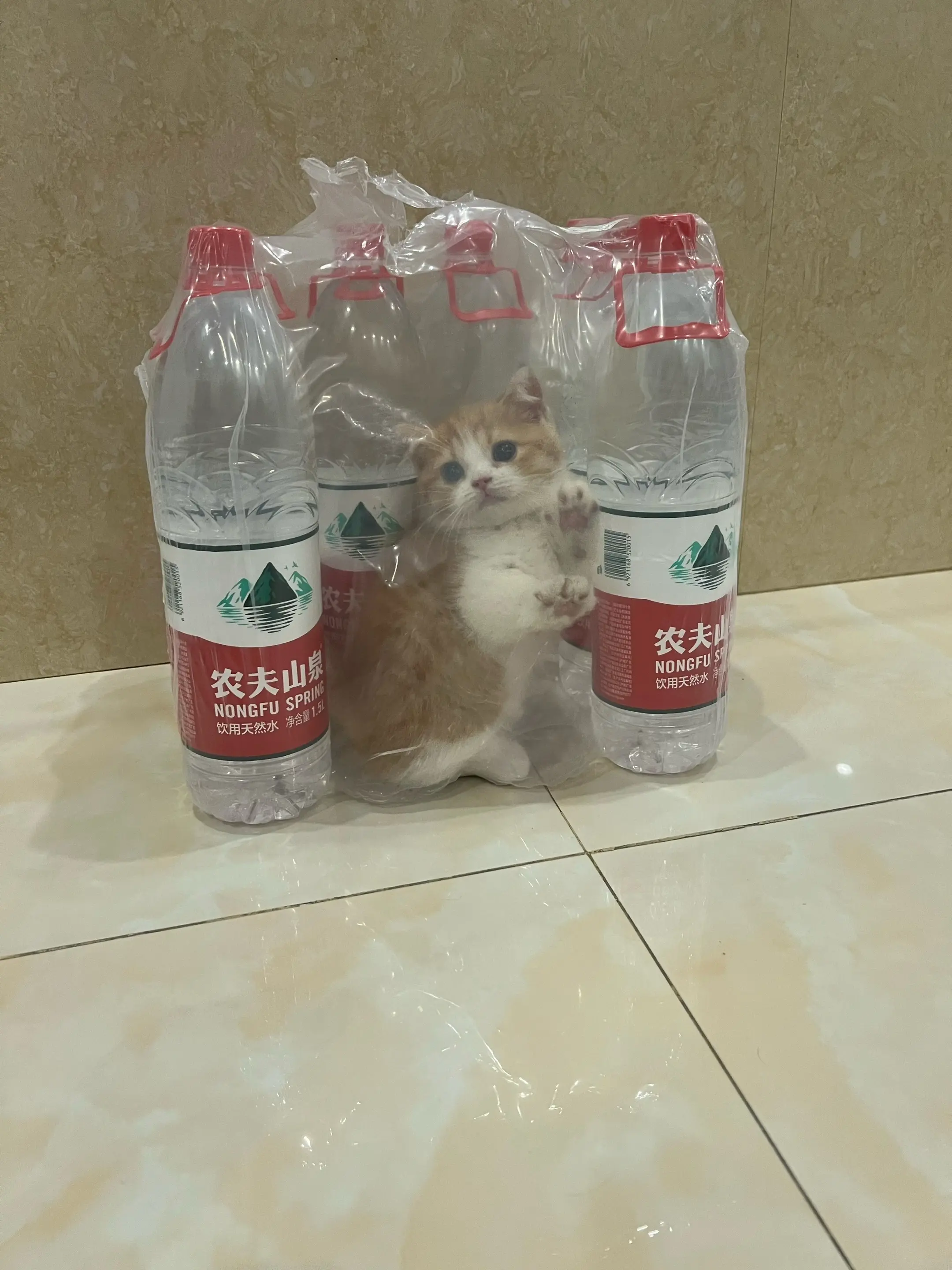 小猫咪真的都是水做的！