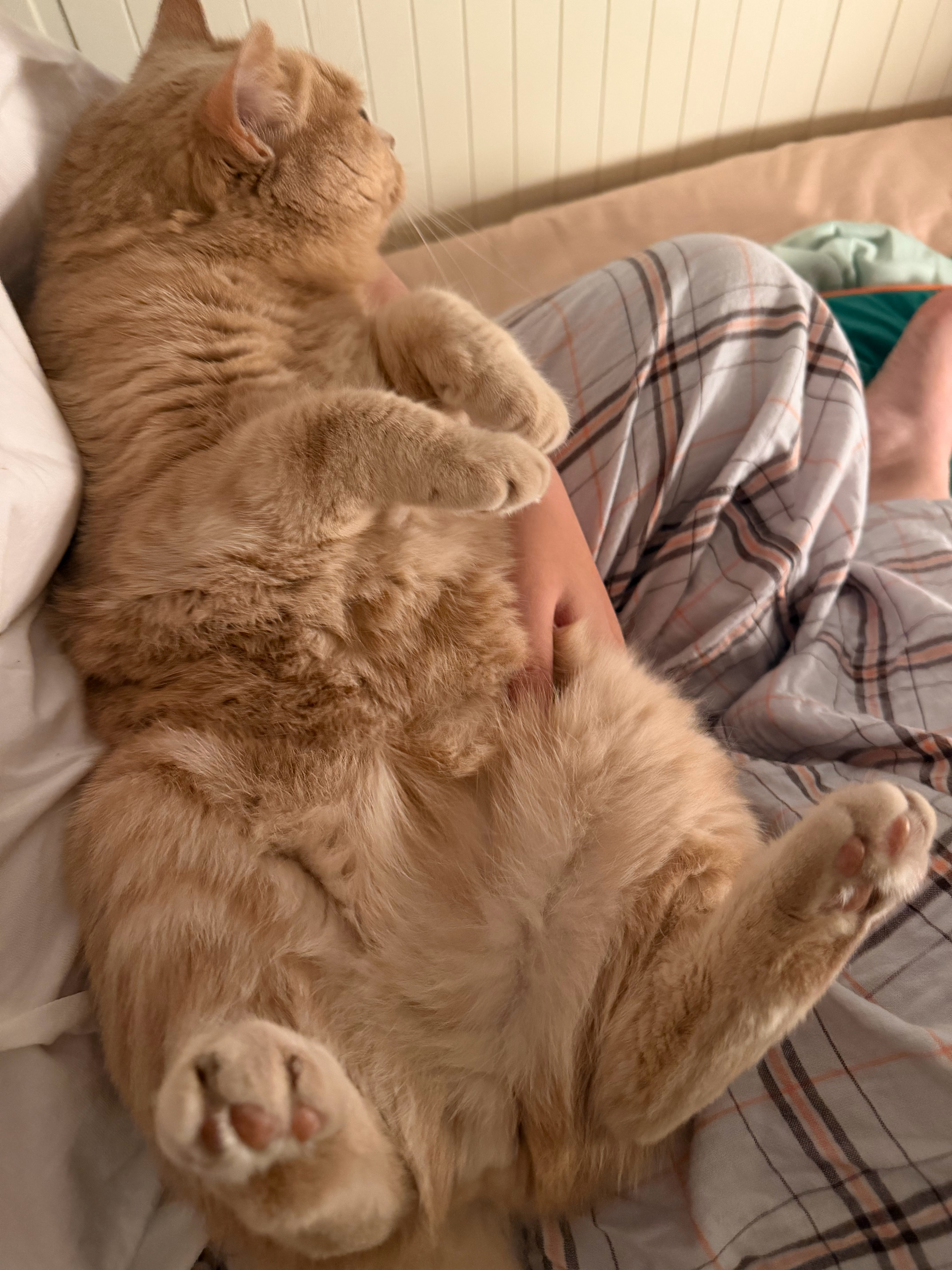 小猫的脚