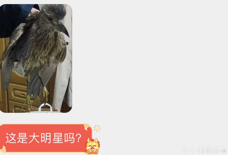 还没成年的夜鹭要小心别靠近它的喙，受伤的话可以联系警察蜀黍 ​​​