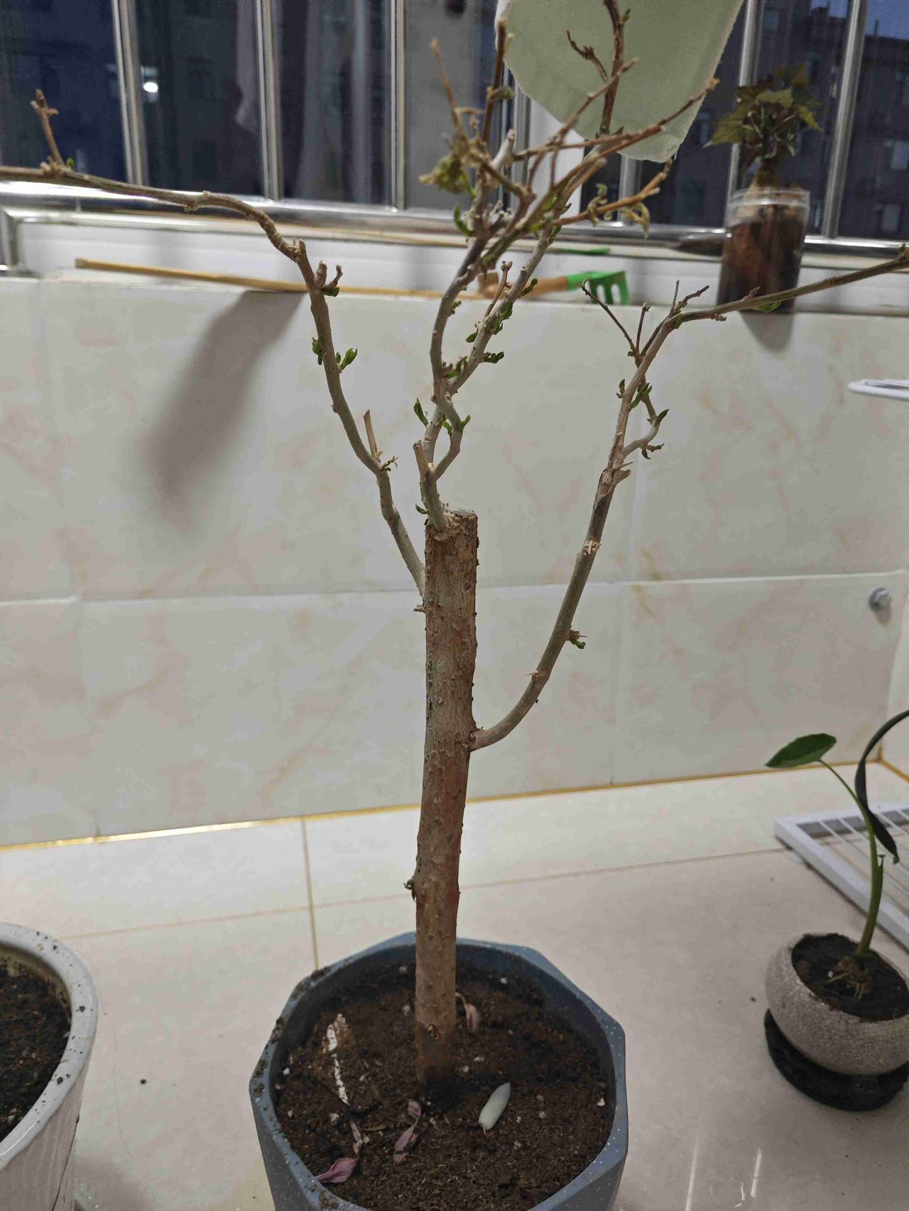 我的今日状态：😁轻松愉快
我这里的天气：☀️晴天
今天拼多多买的蓝莓来了，带着