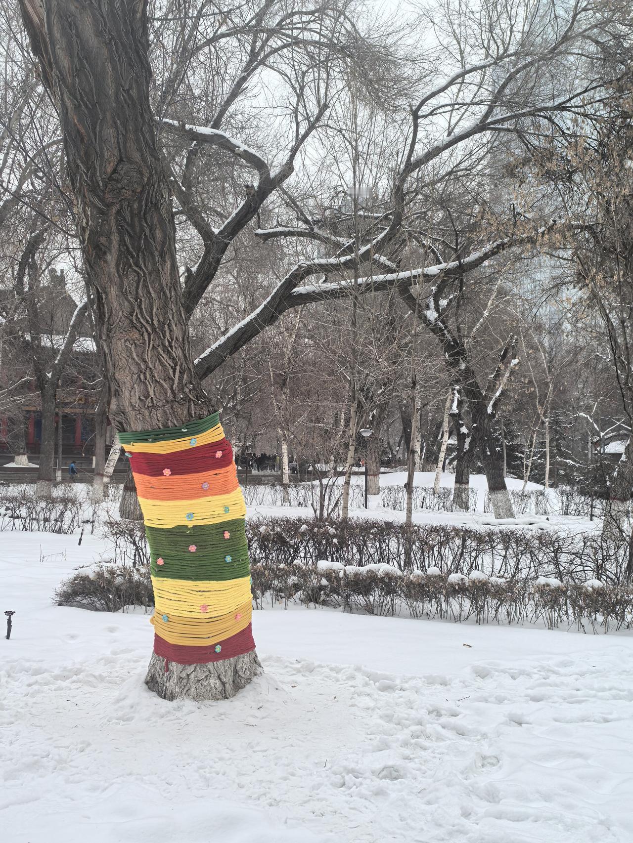 冬季里的乌鲁木齐西公园，园林工程师给榆树，穿上了五颜六色的毛衣，给银装素裹的世界