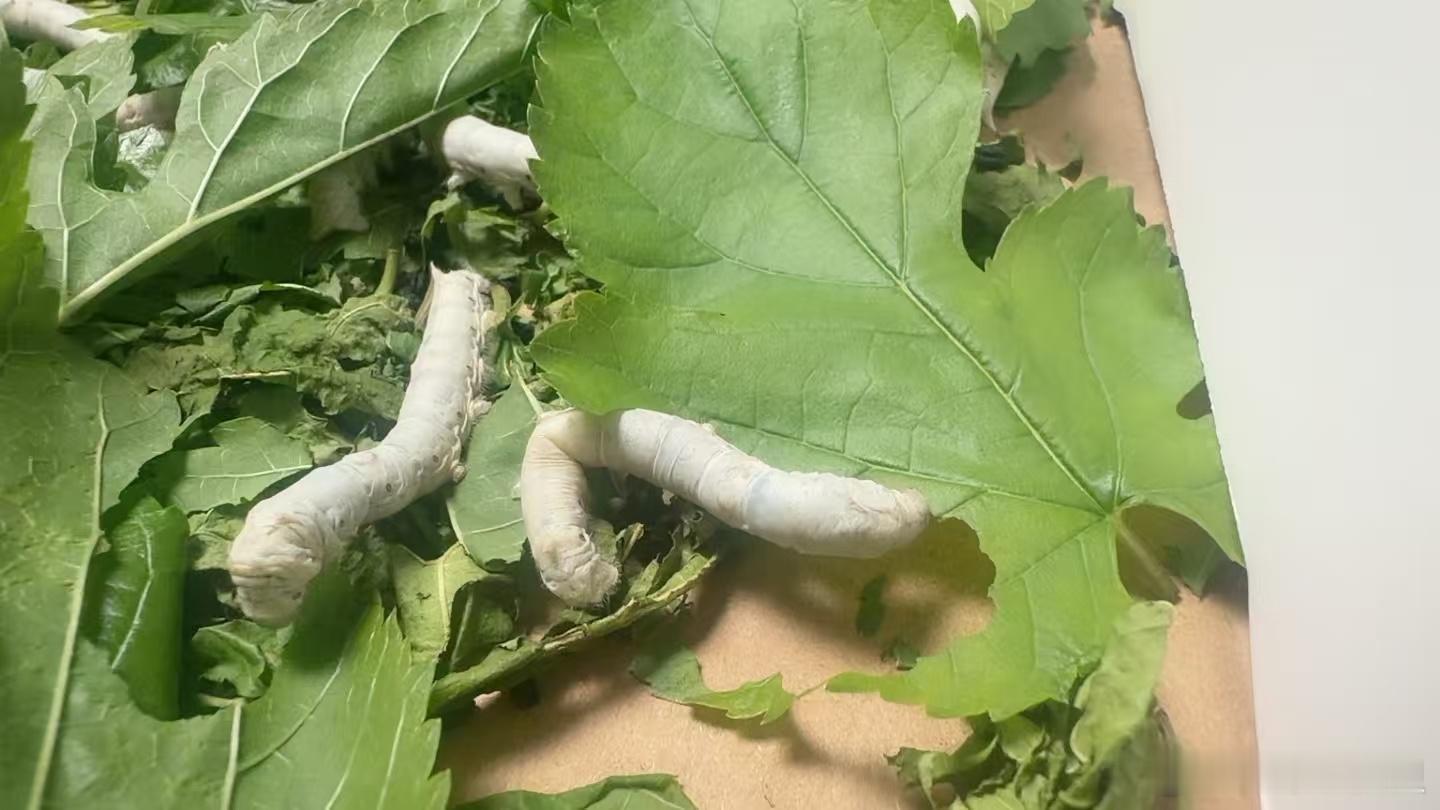 是不是有娃的家里，总会出现一次这个东西