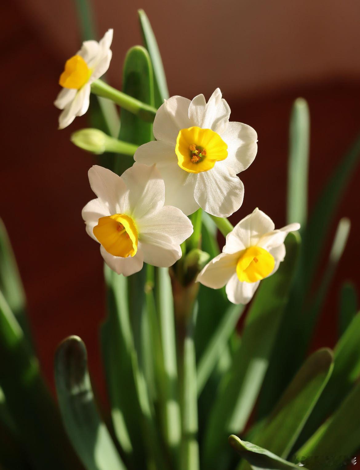 会跳舞的花有一种水仙叫舞蹈家 名字自带氛围感，花型更惊艳，每一朵舞蹈家水仙，都是