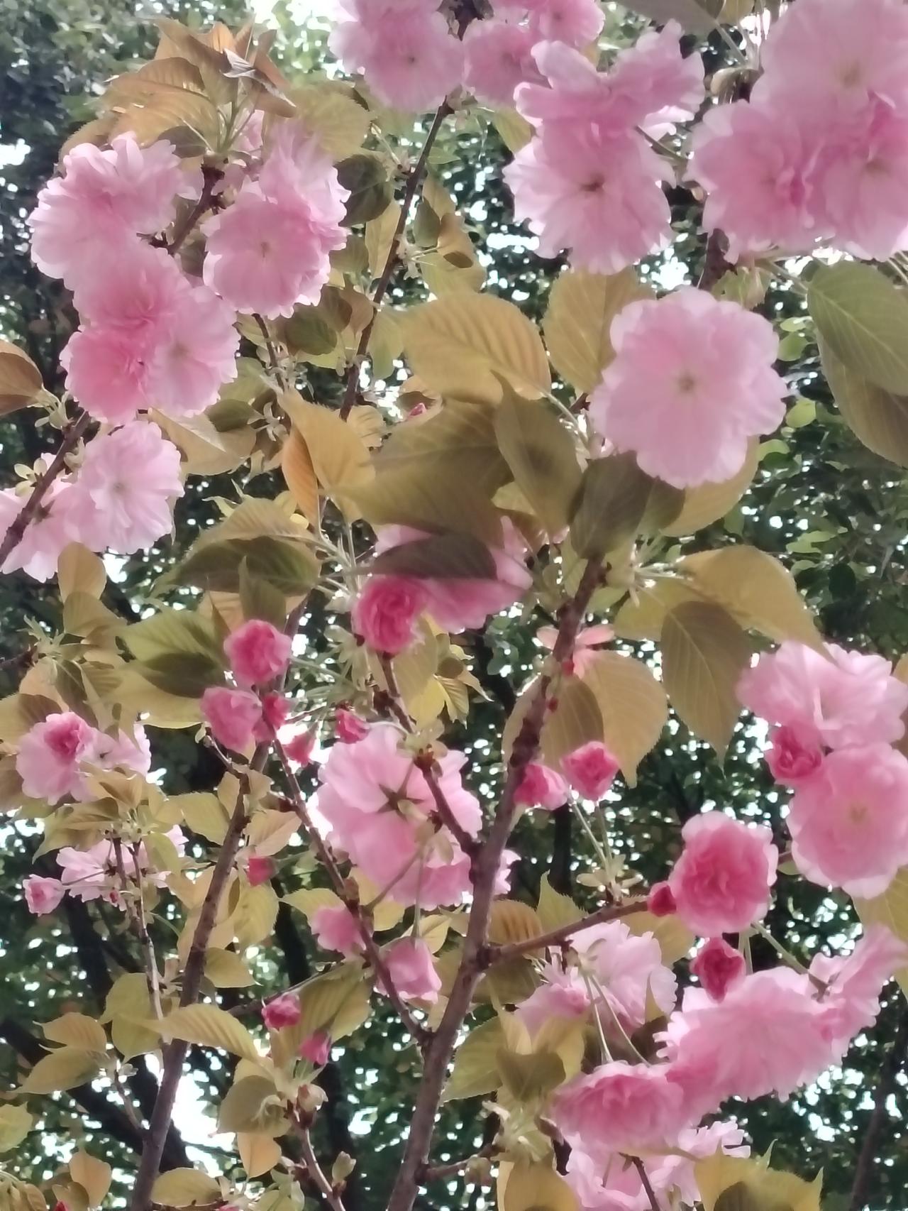 春光明媚，鲜花盛开！