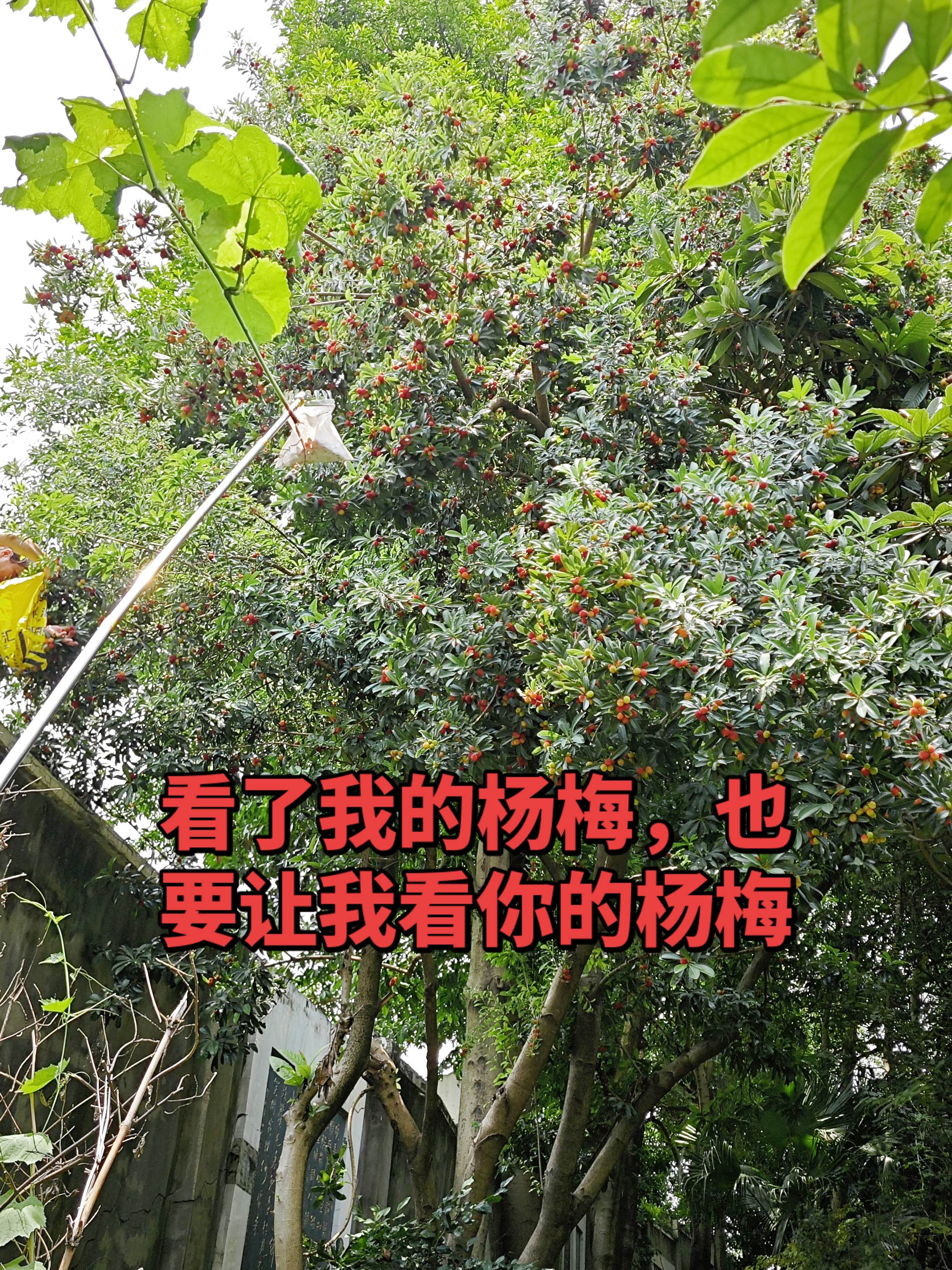 吃杨梅季节到了