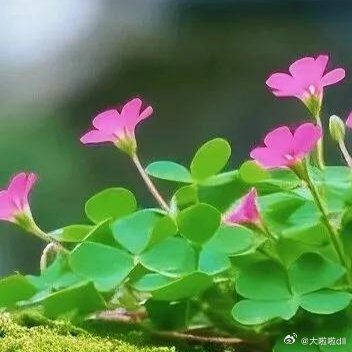 墙内开花墙外红，要想采花路不通 ​​​