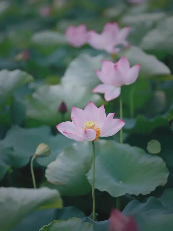 夏日的美景宛如一幅绚丽画卷，随手一拍都是美好。在北京，莲花池公园的荷花大面积开放