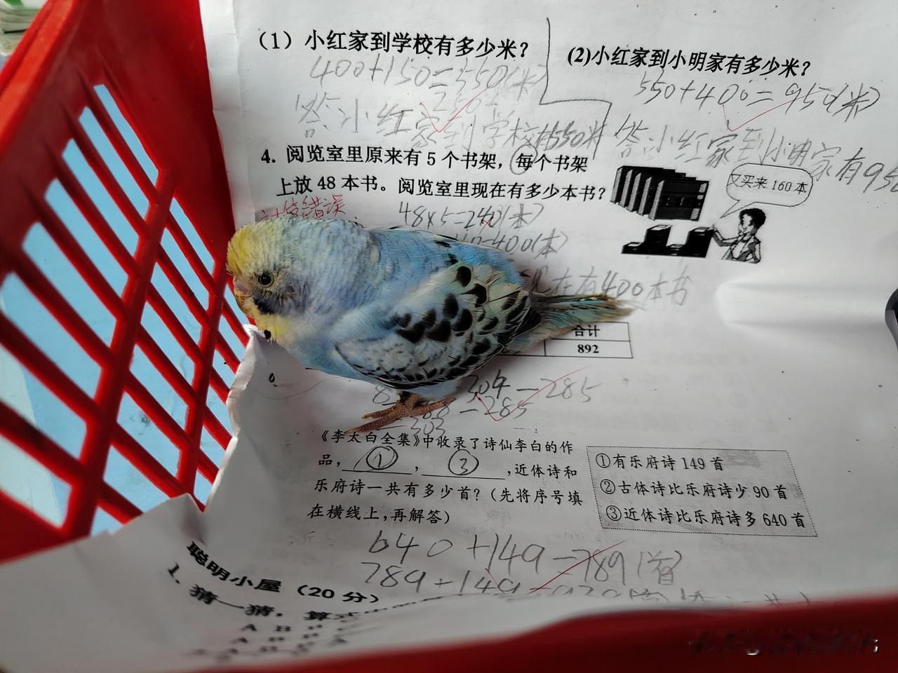人生诸事太无奈，万事只得半称心



侄女养了半年多的鹦鹉突然挂了。这小东西娇贵