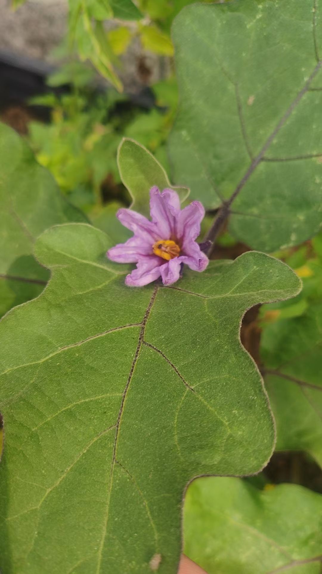 茄子开花了真好 
