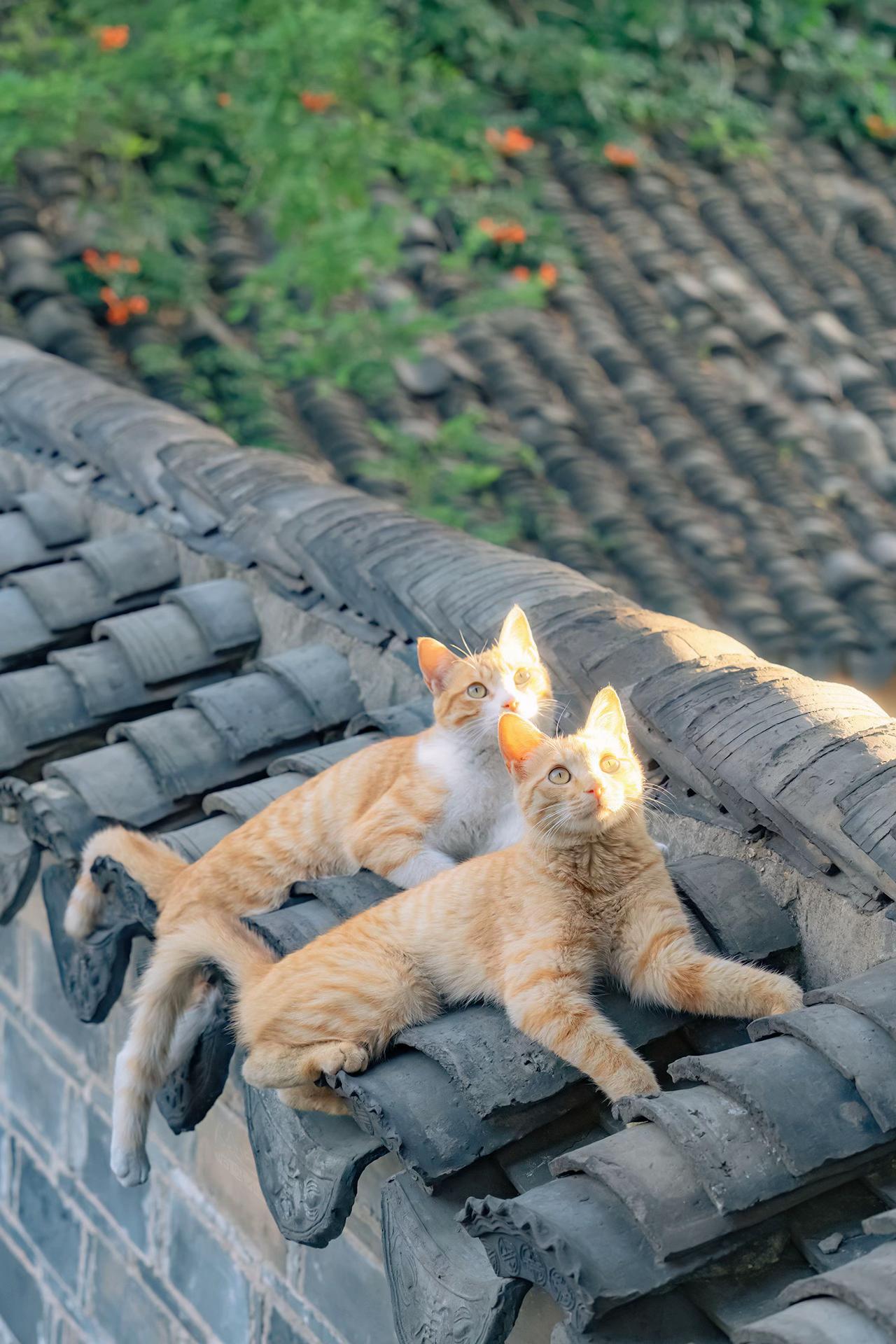 有猫的地方就有好风景。好久没发猫猫日历壁纸了，精选一组新的，分别拍于山...