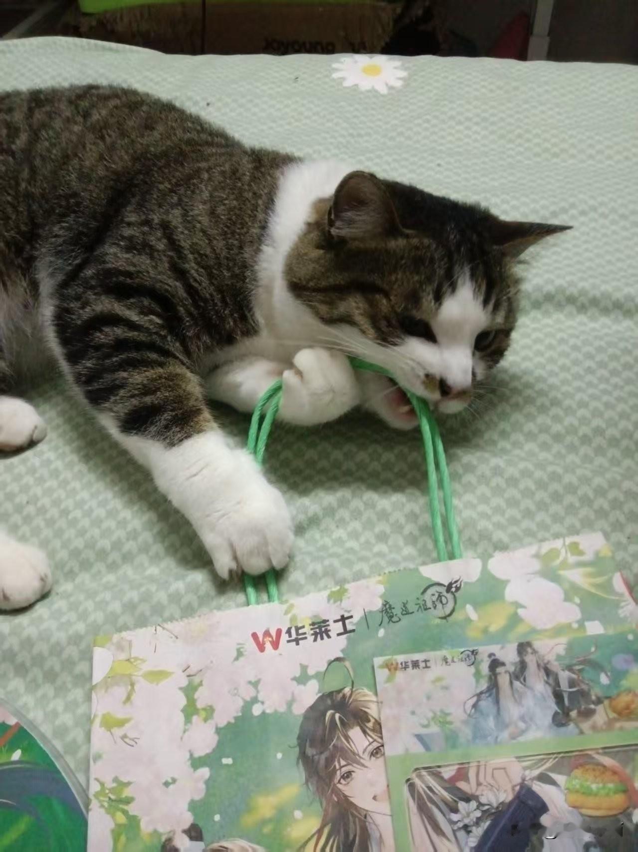 猫主子先我一步干饭！
 
刚拿到华莱士和魔道祖师的联名周边，还没拆呢，我家逆子直