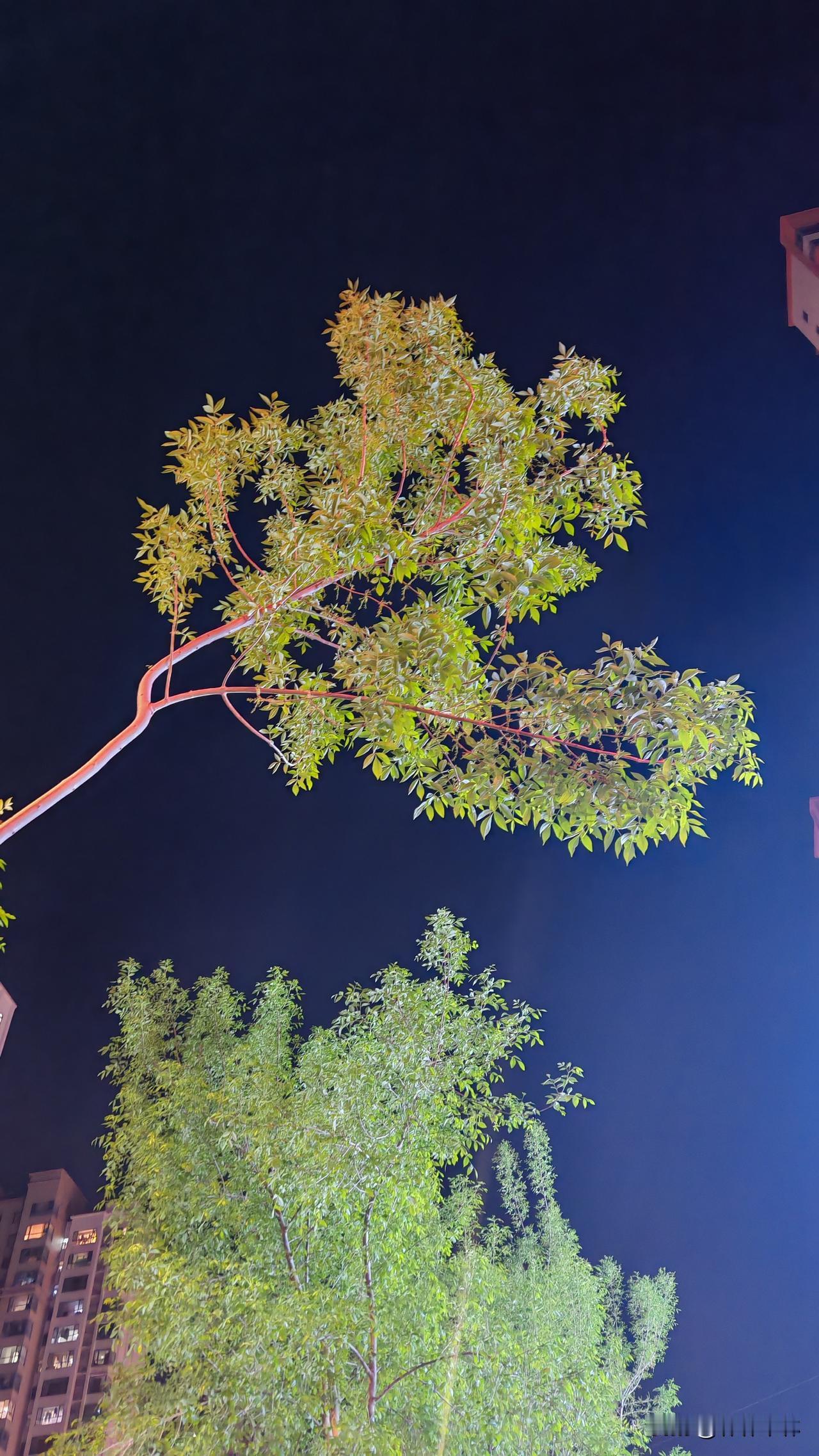 怎么那么神奇？

我姥姥活着的时候给我们讲了一个真的故事，我姥姥庄的，农村那会都