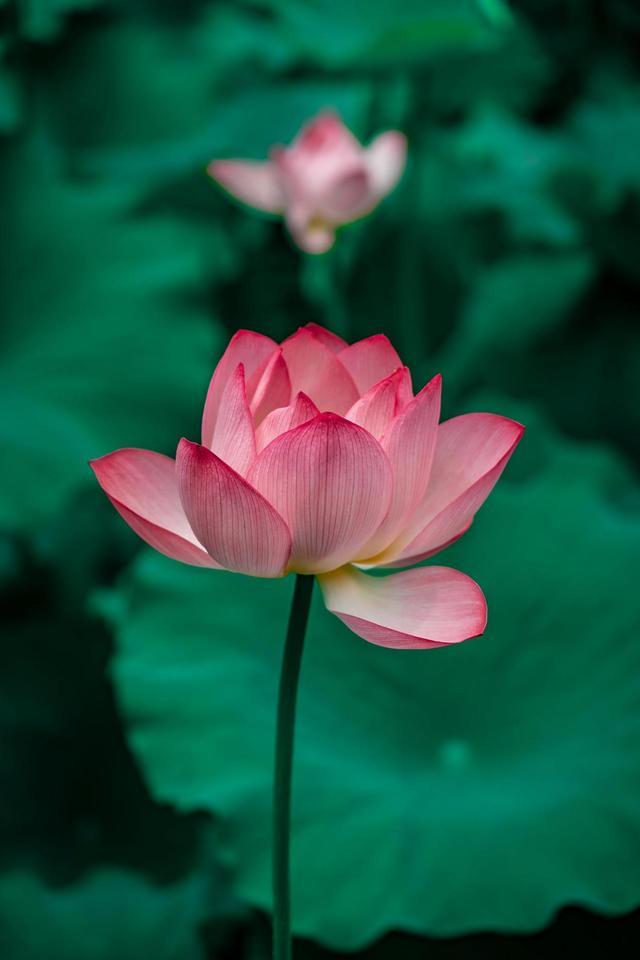 太把一个人当回事儿，对方就容易不把你当回事儿。当你从不忍心拒绝时，对方就会开始怠