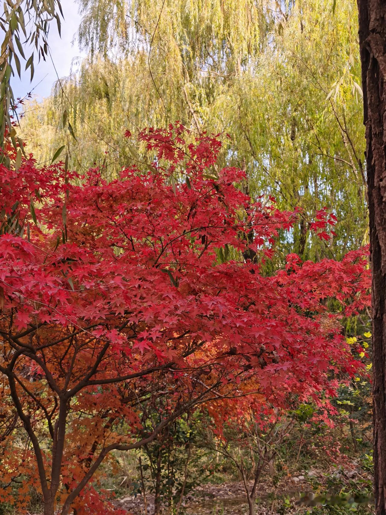 冬日生活打卡季济南花圃公园里的冬日美景，红叶似火，给冬日带来暖阳。