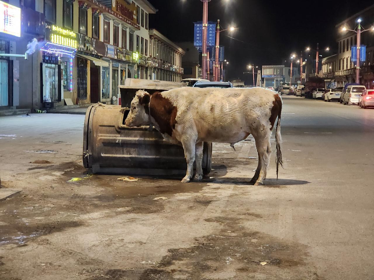 7579【🐮】交警提示，您的坐骑正在翻垃圾桶，请及时阻止并按规定将坐骑停放在停