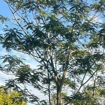 今天天气真的不错，出来散步，心情舒畅