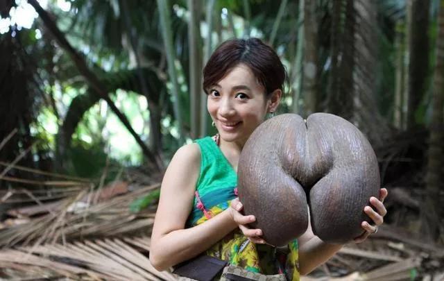 上周六，到了成都植物园，在园内的科普馆第一次看到形似女性屁股还有点“羞羞”的这个