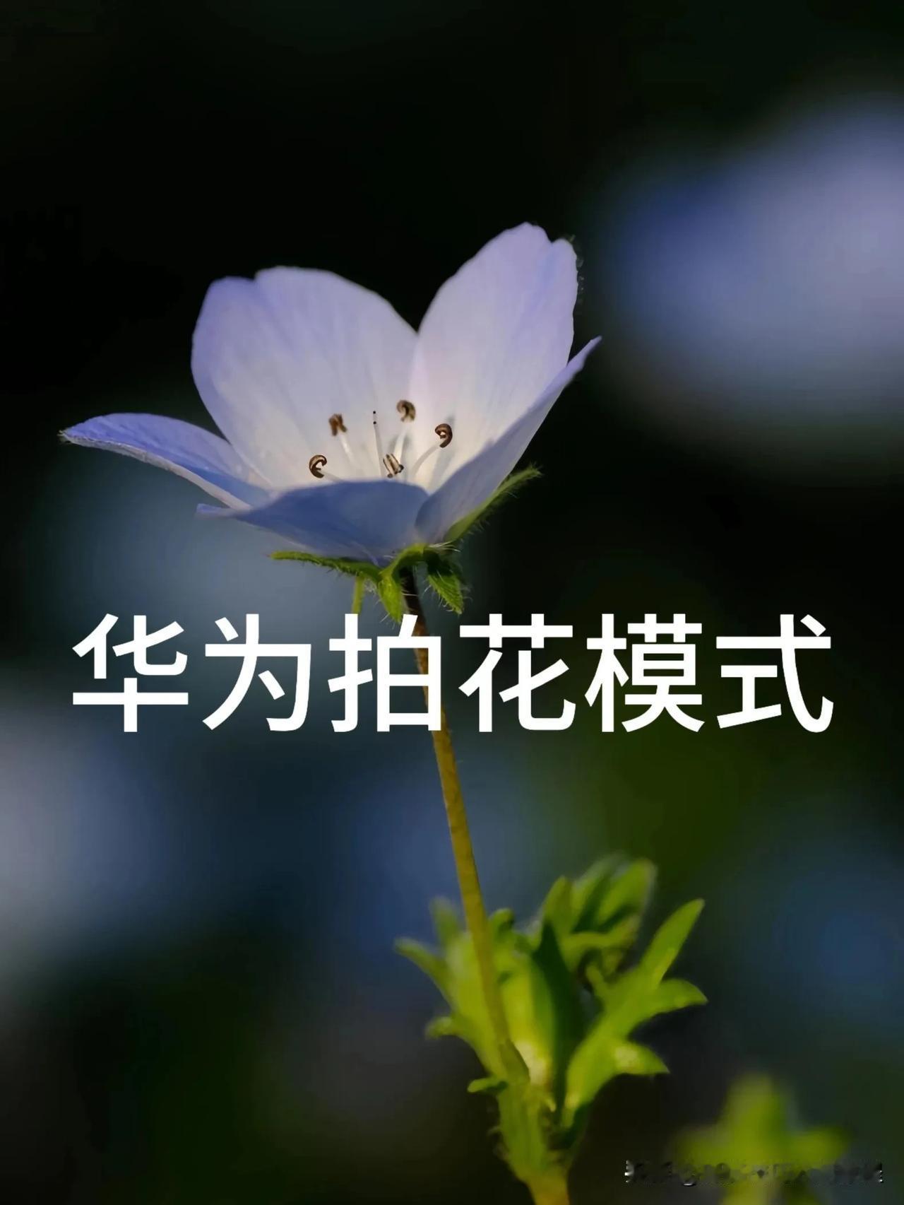 春天就是拍花的季节呀！！
各位华为手机用户看过来！！今天给大家分享一下华为手机怎