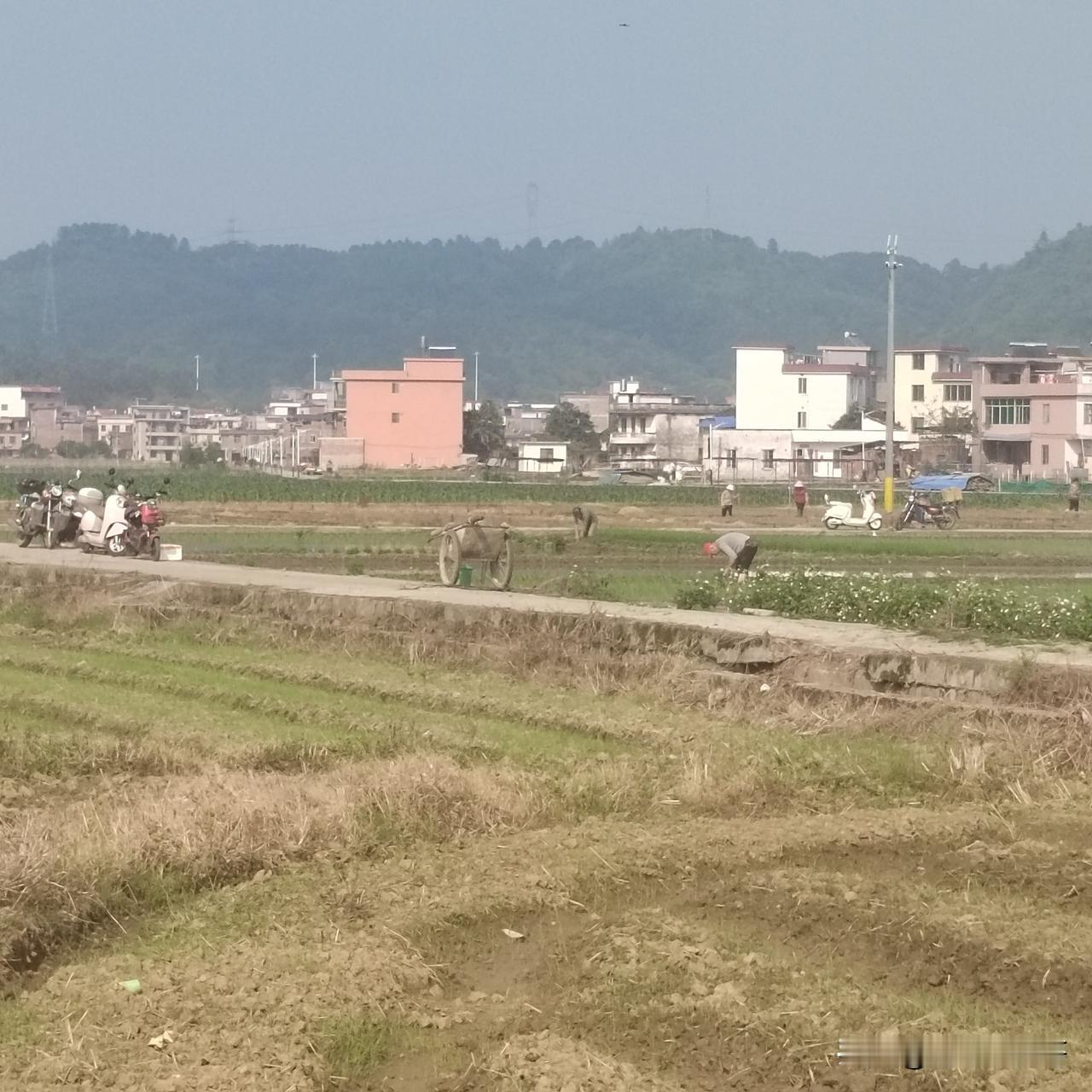 谁说的分田单干就是单家独户单打独斗一家一户？农村里一样你帮我我帮你。特别是农忙季